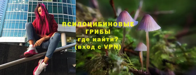 Псилоцибиновые грибы MAGIC MUSHROOMS  магазин продажи наркотиков  это какой сайт  Пучеж 