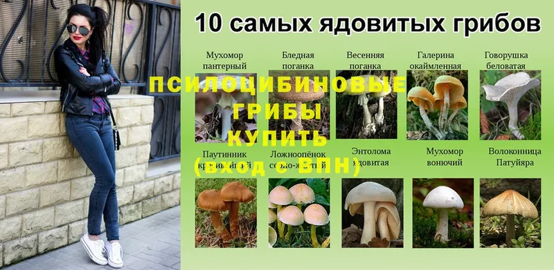 Галлюциногенные грибы Magic Shrooms Пучеж